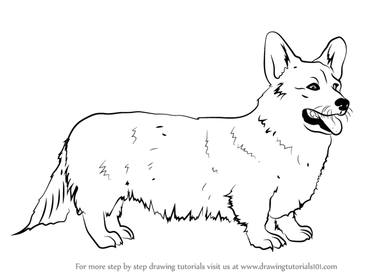 800x566 Learn How To Draw A Welsh Corgi (Dogs) Step By Step Drawing
