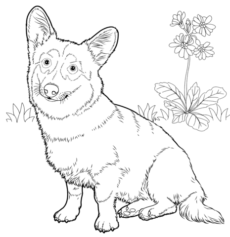 465x480 Pembroke Welsh Corgi Coloring Page Free Printable Coloring Pages