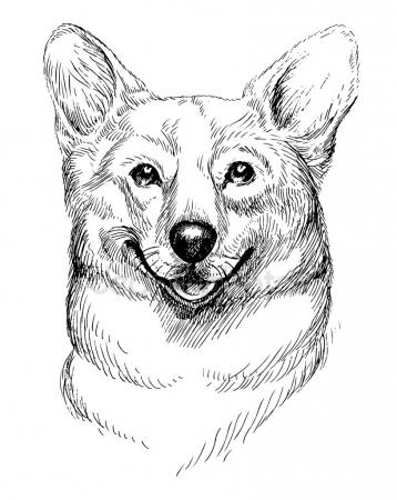 358x450 Vector Hand Drawn Sketch Portrait Of Welsh Corgi Pembroke Hand