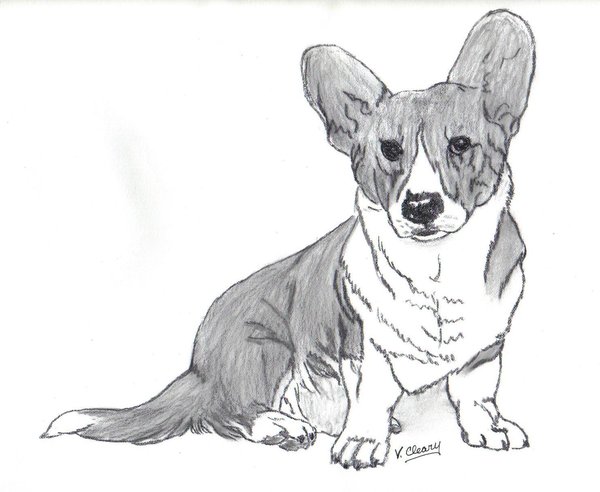 600x492 Cardigan Welsh Corgi Sitting By Gingerc