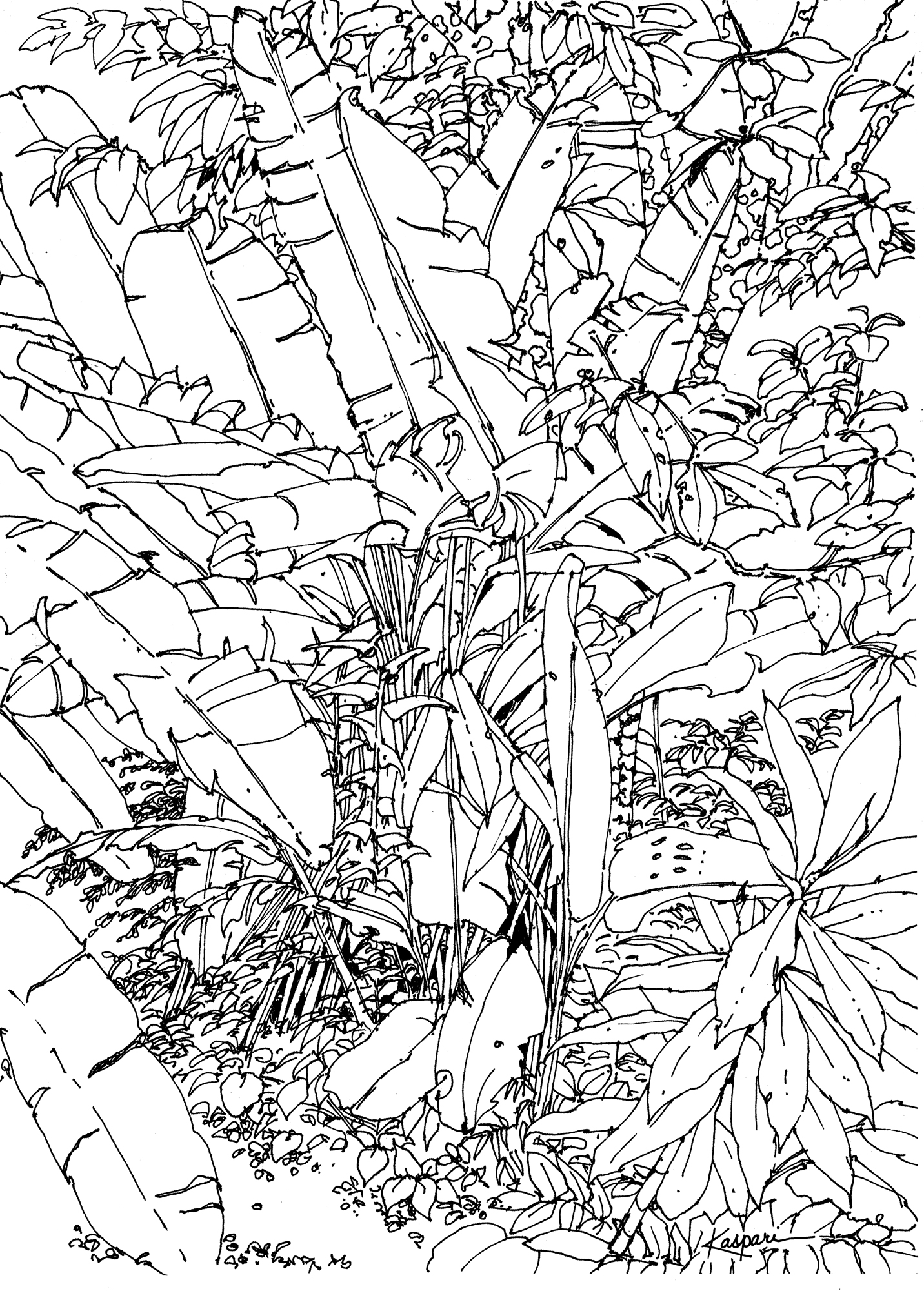 1432x2000 Plein Air Pen And Ink Drawings Drawing The Motmot