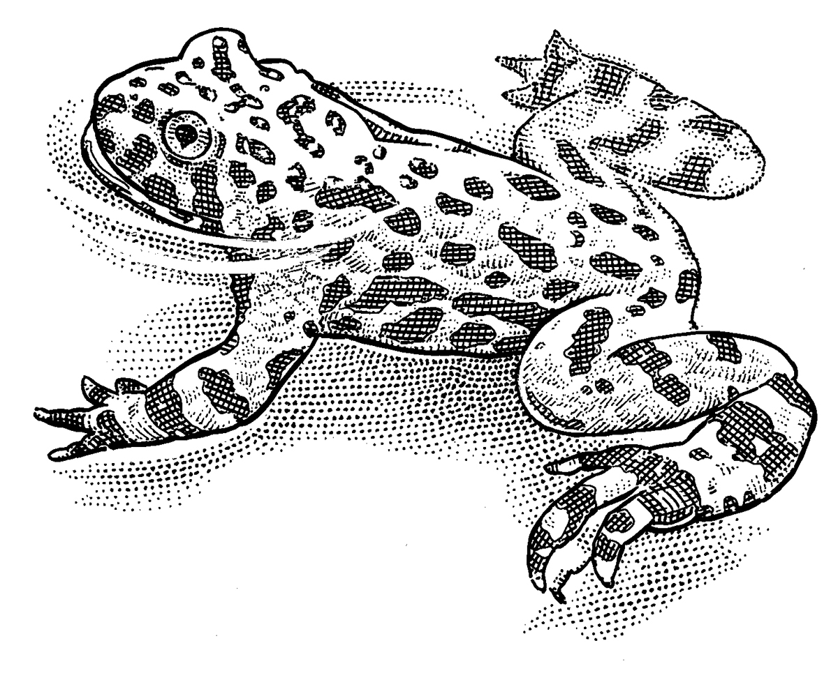 1200x965 Animal Hedcuts On Behance