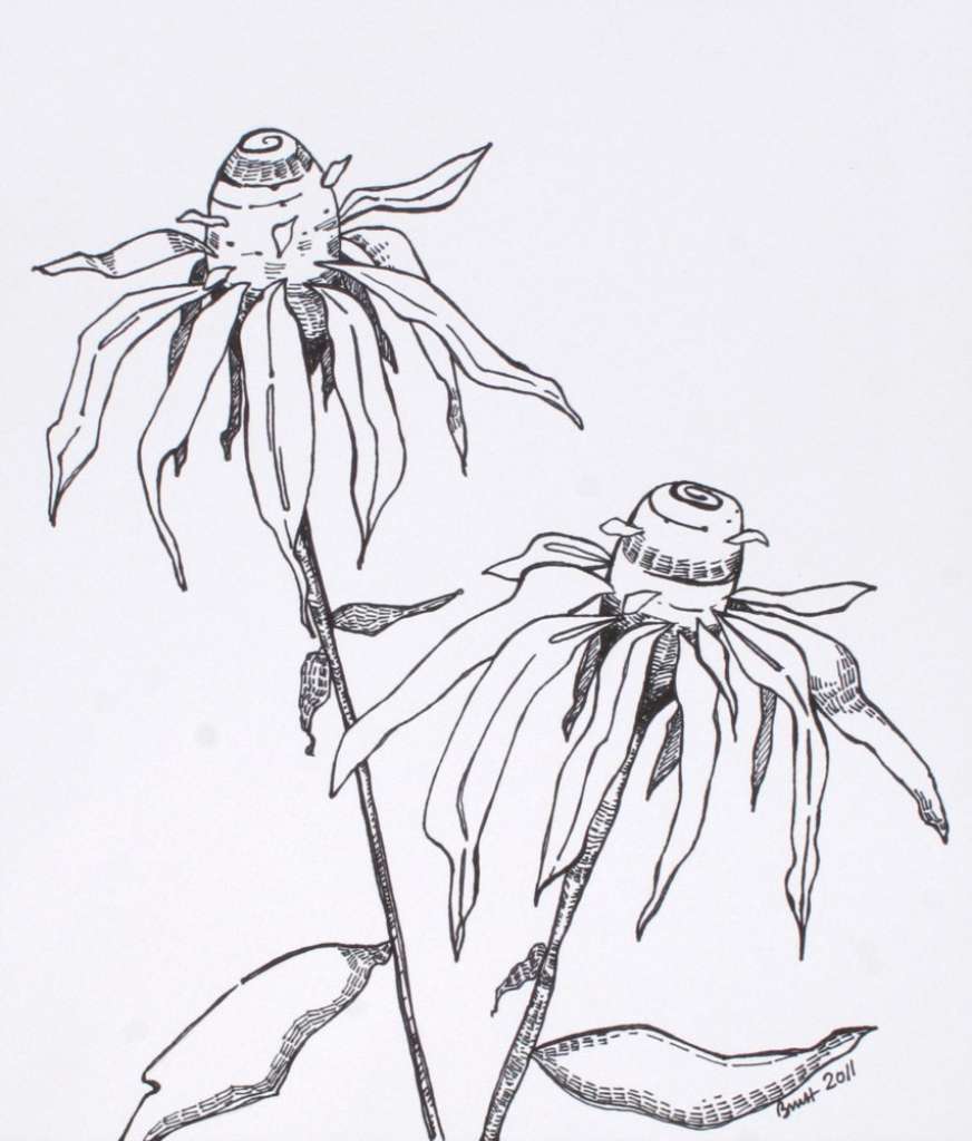 872x1024 Pen And Ink Drawings Of Flowers Cone Flowers