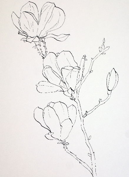 438x600 Drawing Pink Magnolia Flowers Pen And Ink Plus Watercolor Wash