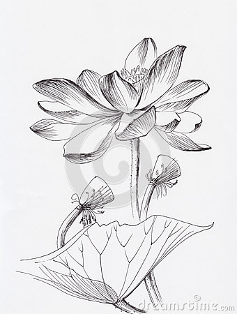 340x450 Lotus Flower Line Art Ink Pen Drawing Original Style 60992172.jpg