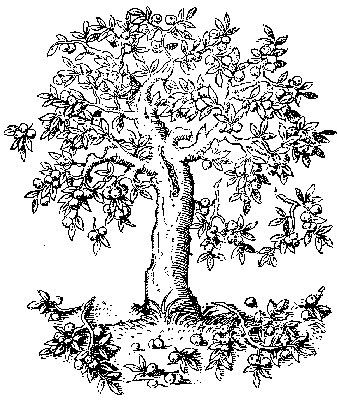 Pen And Ink Tree Drawing