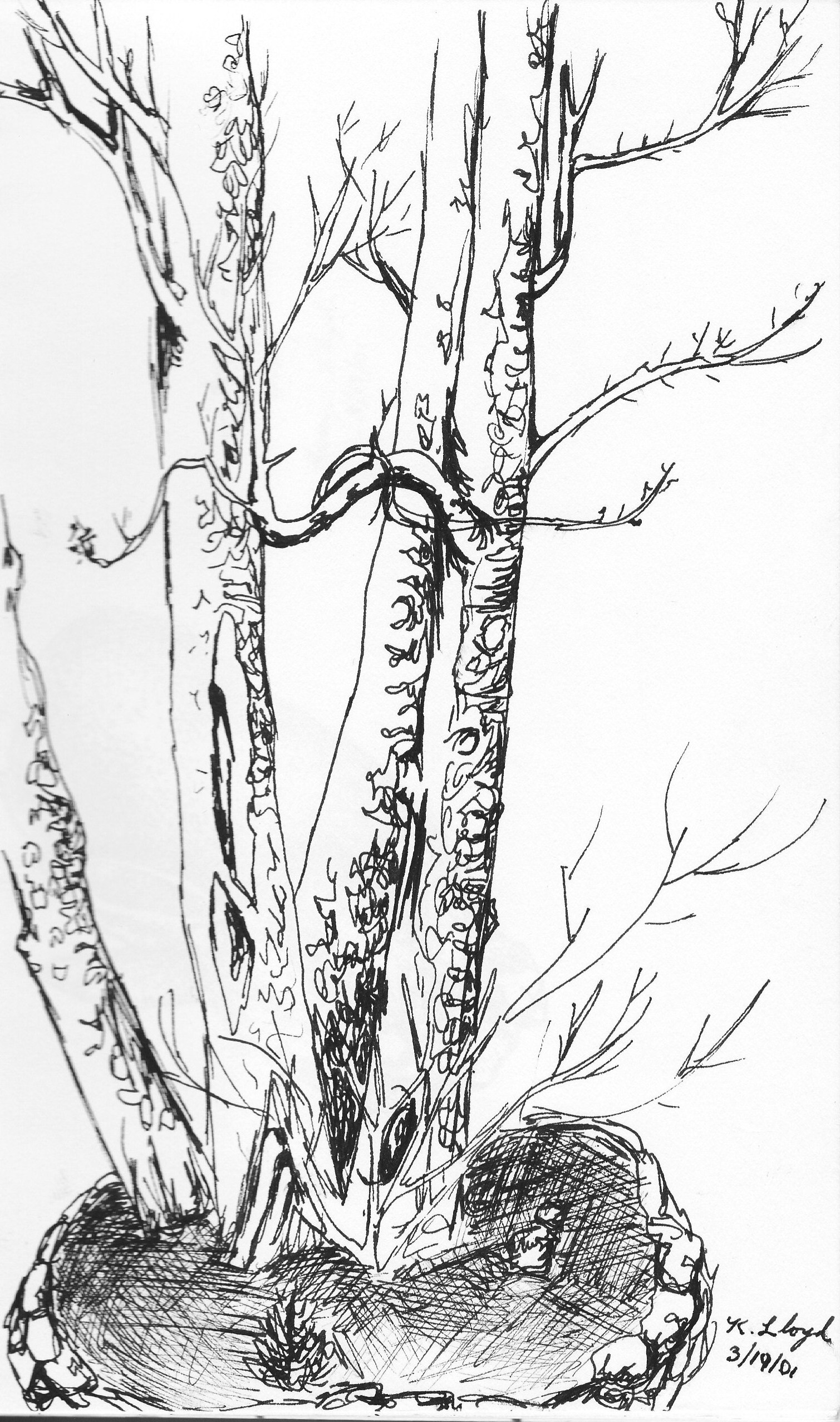 1509x2554 Mystic Tree.jpg