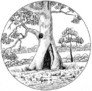 300x298 Carrington Drawings