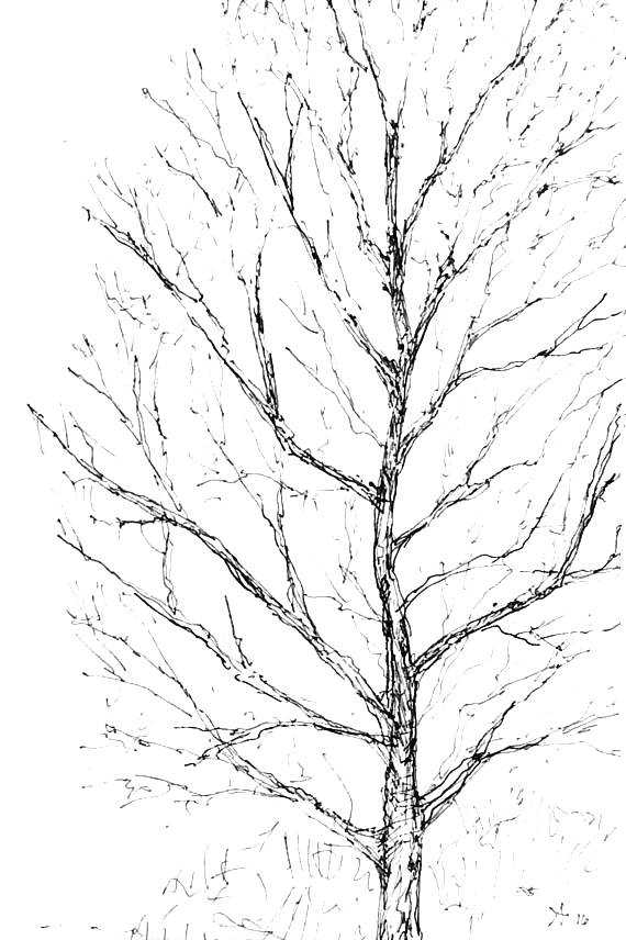 570x856 Pen Amp Ink Drawing Of Winter Tree