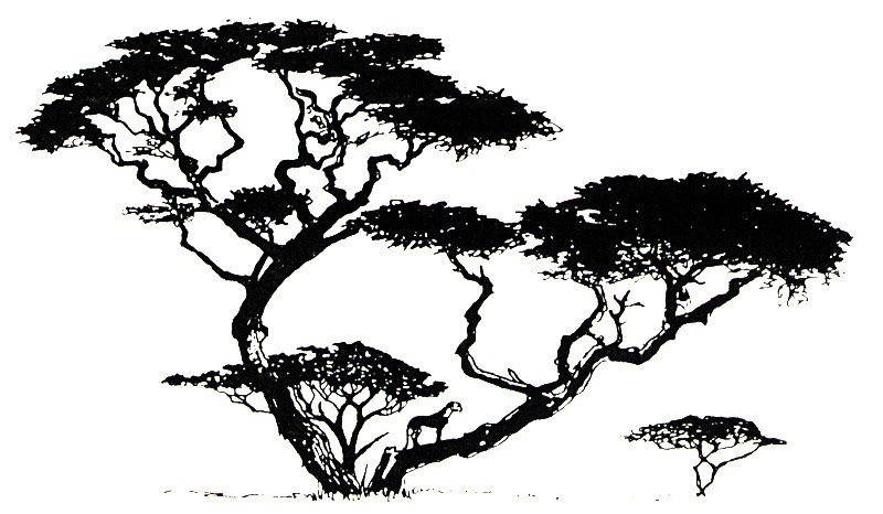 800x466 Cheetah In Tree (Pen And Ink)