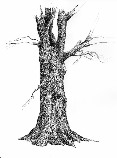 500x674 Tree. Pen And Ink Drawing Steps.