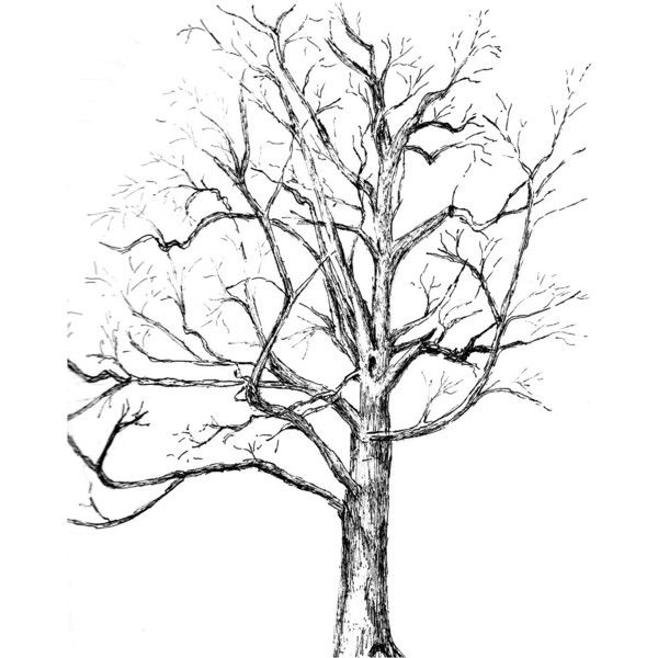 600x600 Custom Tree Drawing Pen And Ink Sketch Of Your Tree From Photos