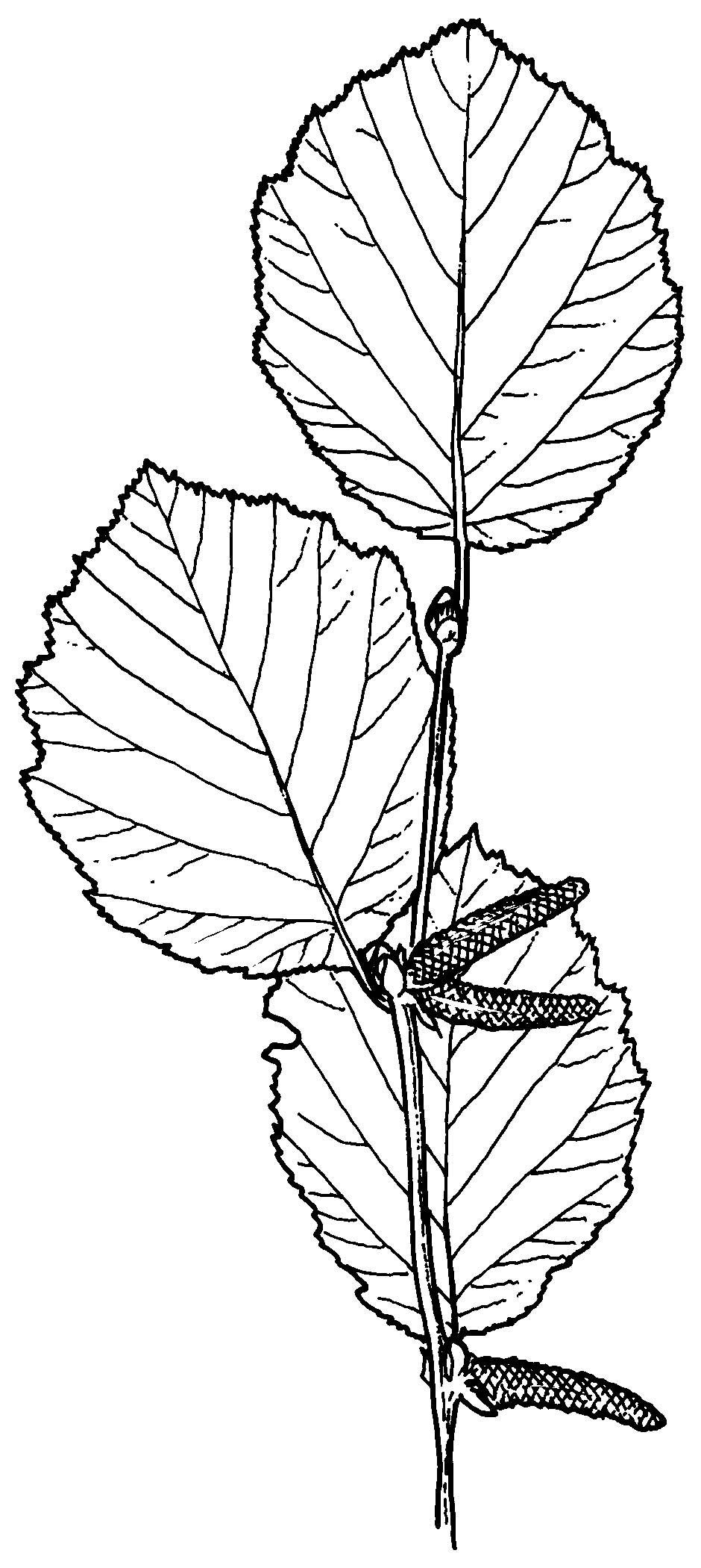 940x2100 Drawing Trees In Pen And Ink San Francisco