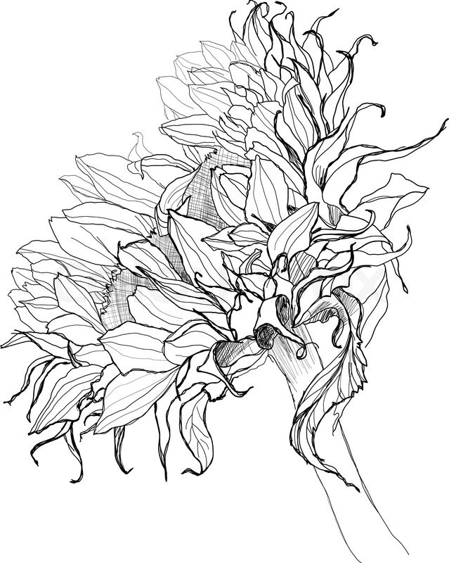 639x800 Sunflower Pen Drawing Vector Sketch Stock Vector Colourbox