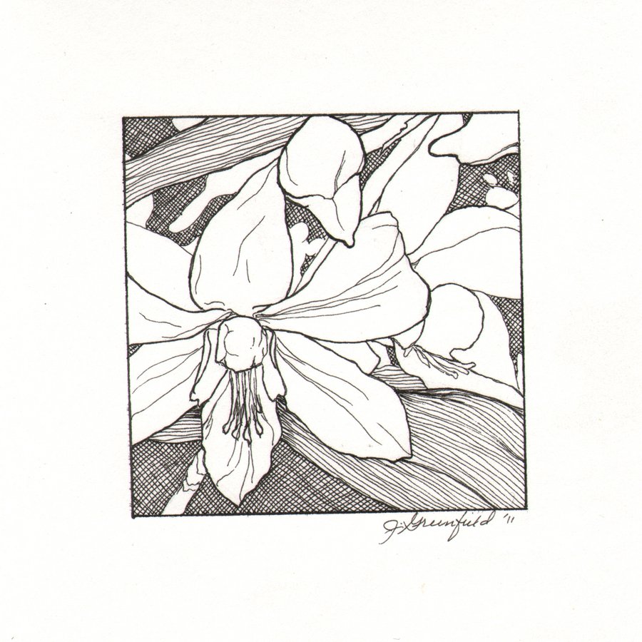 900x900 Miniature Pen And Ink Orchid D By Astralarts