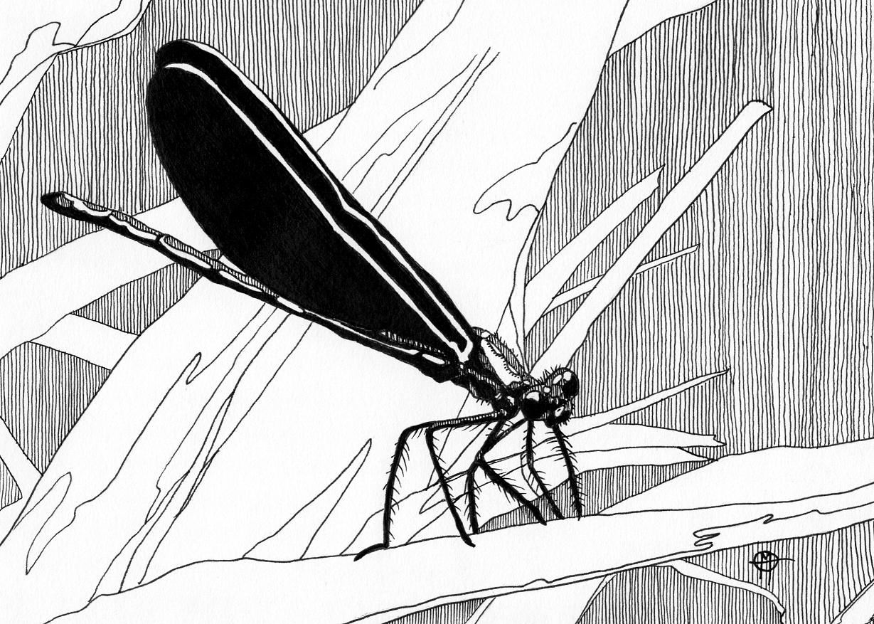 1229x877 Pen And Ink Mars Will Send No More