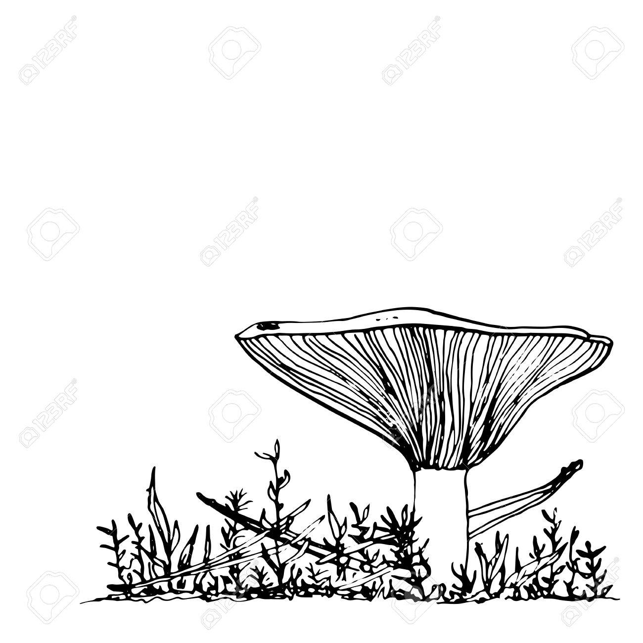 1300x1300 Mushroom At Grass, Ink Pen Drawing, Vintage Style Botanical
