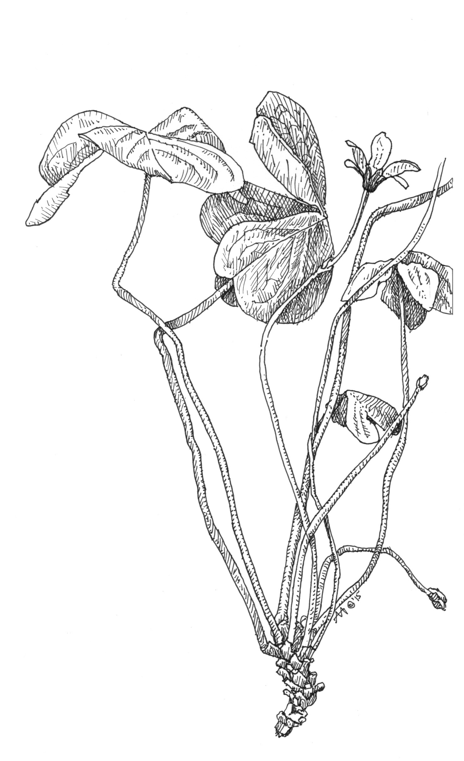 1483x2432 Pen And Ink Drawing Aislinn Adams