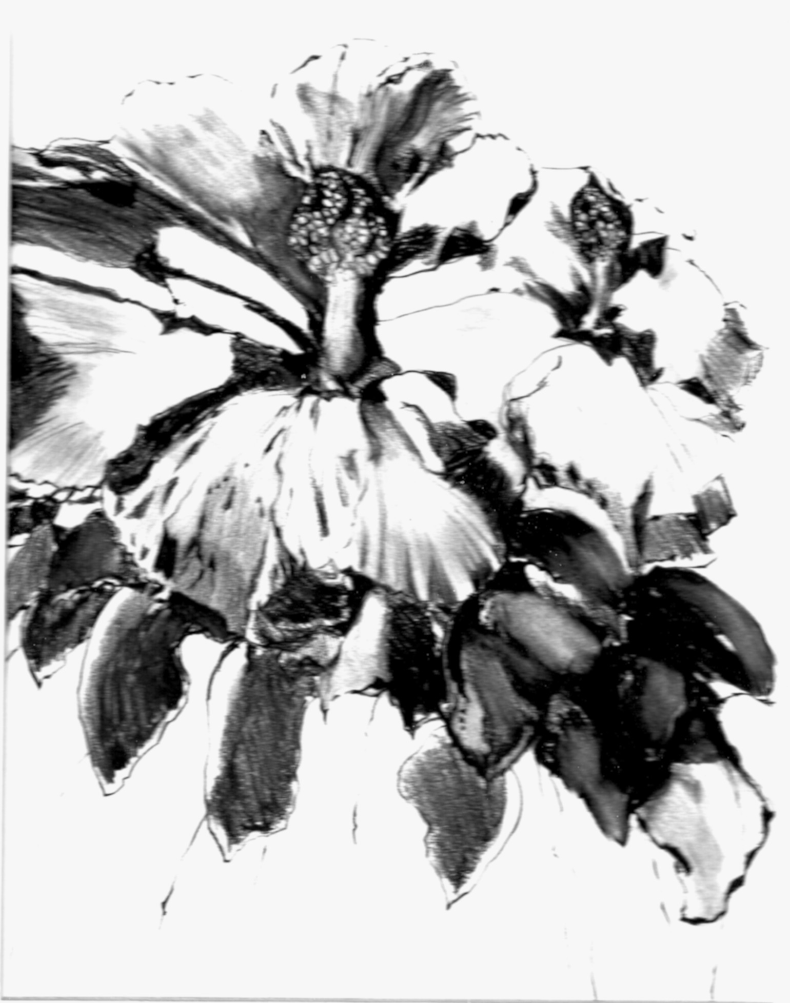 1540x1956 Charcoal Pencil Hibiscus Drawing In Carol Taylor's Blog