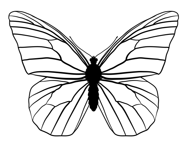 600x469 Drawn Butterfly Sketched