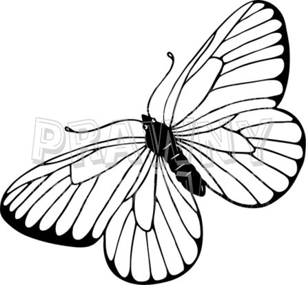 444x414 Linert Drawings Butterflies Blackmp White Line Drawing