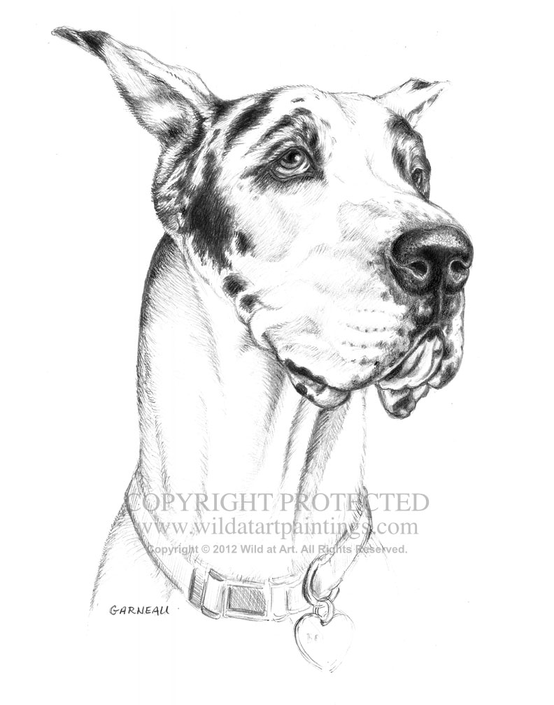792x1008 Pet Portrait Graphite Drawings Gallery 4