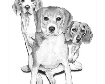 340x270 Boxer Puppy Playing With Toy Car. Print Of A Realistic Pencil