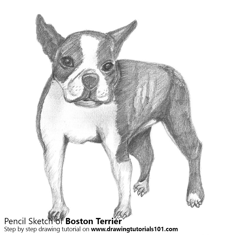 800x800 The World's Most Recently Posted Photos Of Boston And Drawing