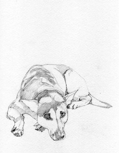 418x537 A Dog Sketch[Lousy] By Livinginavoyage