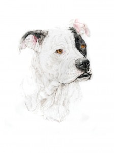 224x300 Dog Gallery Pencil Pet Portraits.