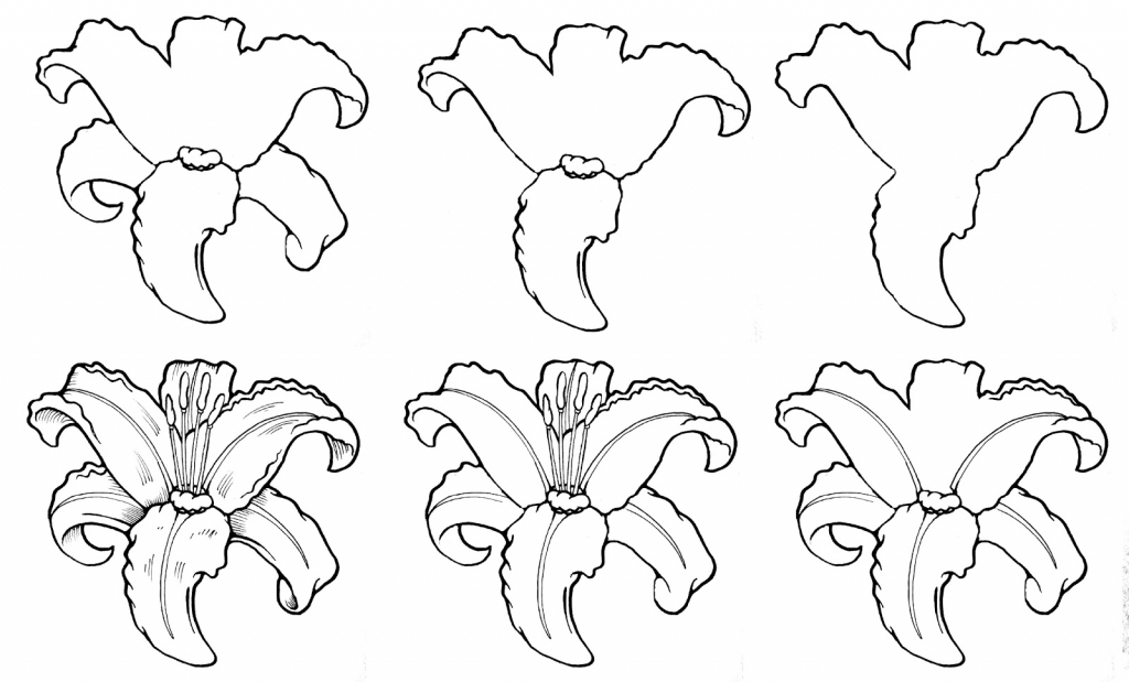 1024x619 Flower Drawing In Pencil Step By Step Stepstep Drawing Flowers
