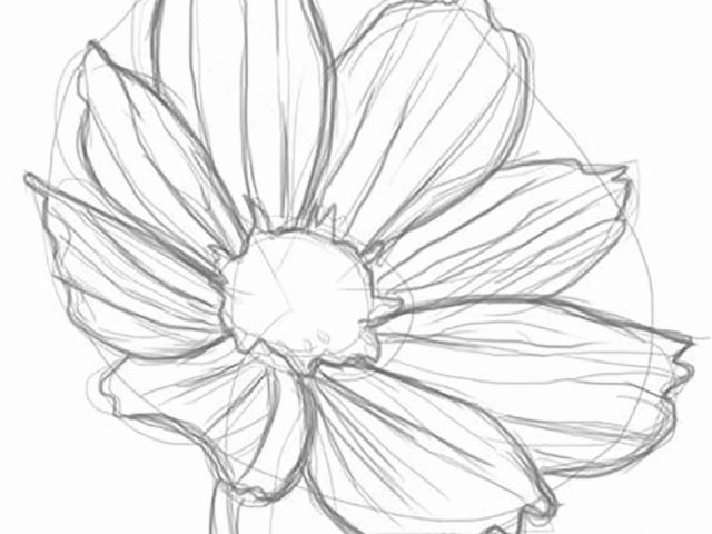 640x480 Some Drawings Of Flowers Drawing Flowers For Beginners Step Step