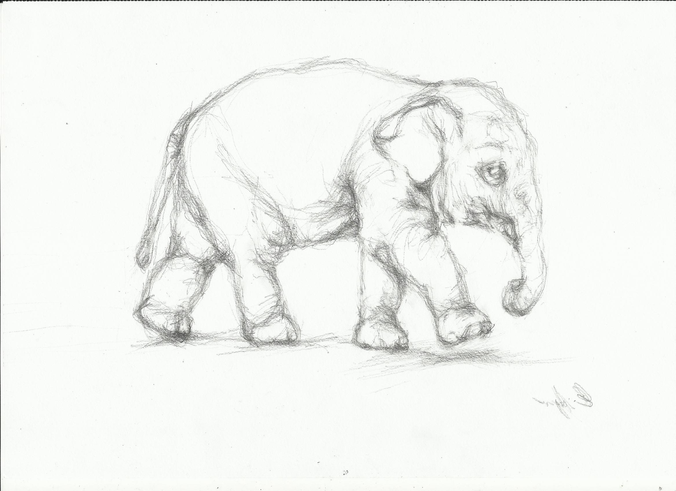 2338x1700 Photos Free Pencil Sketches Of Animals,