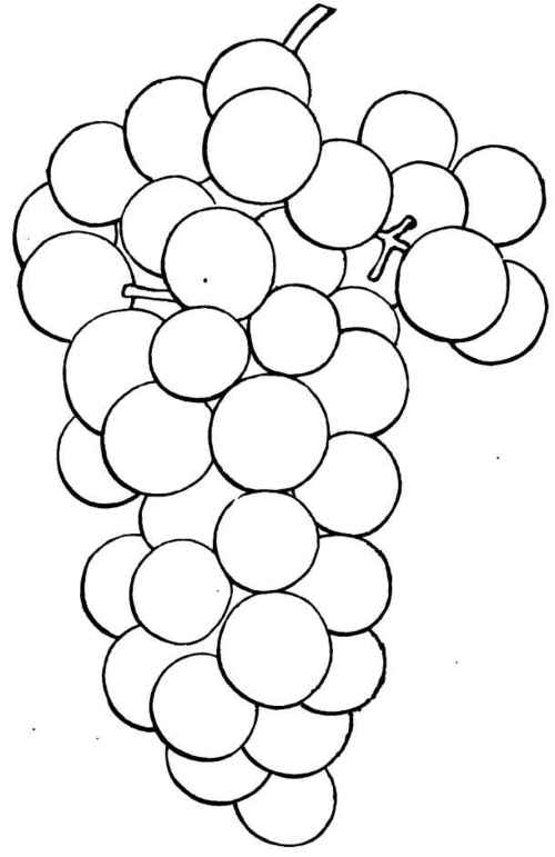 500x771 Grapes Drawing