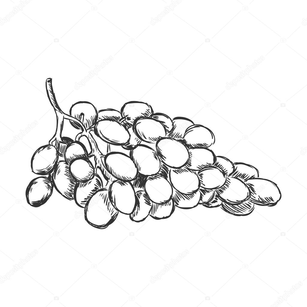 Pencil Drawing Grapes at GetDrawings | Free download