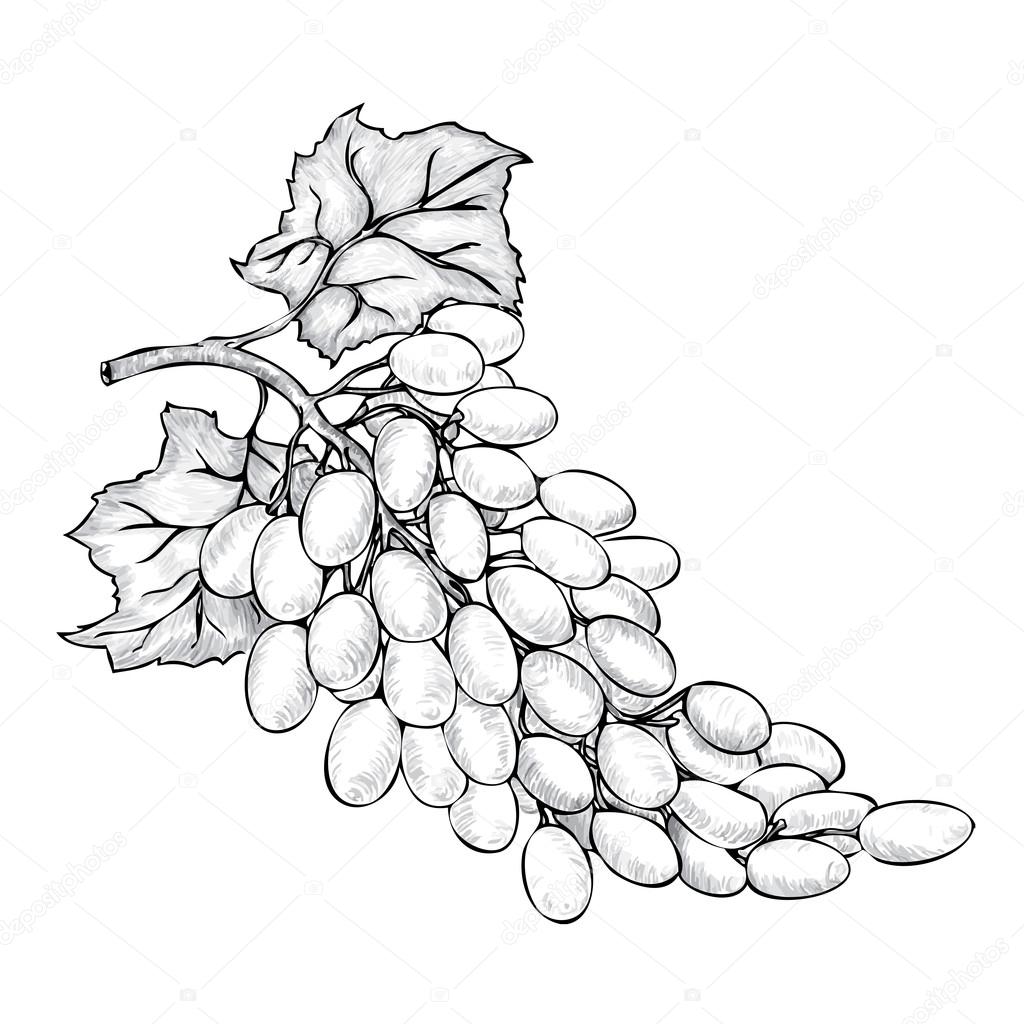 1024x1024 Sketch Of Bunch Grapes Stock Vector Vitasunny