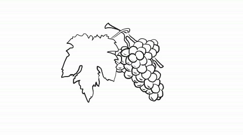 480x268 Stock Video Drawing Of A Grapes, Hd ~