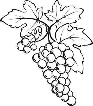 300x339 Bunch Of Grapes Coloring Page Food Theme Worksheets