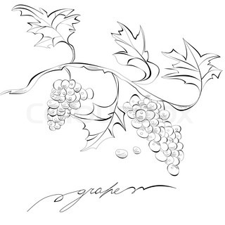 320x320 Floral Card With Grape Stock Vector Colourbox