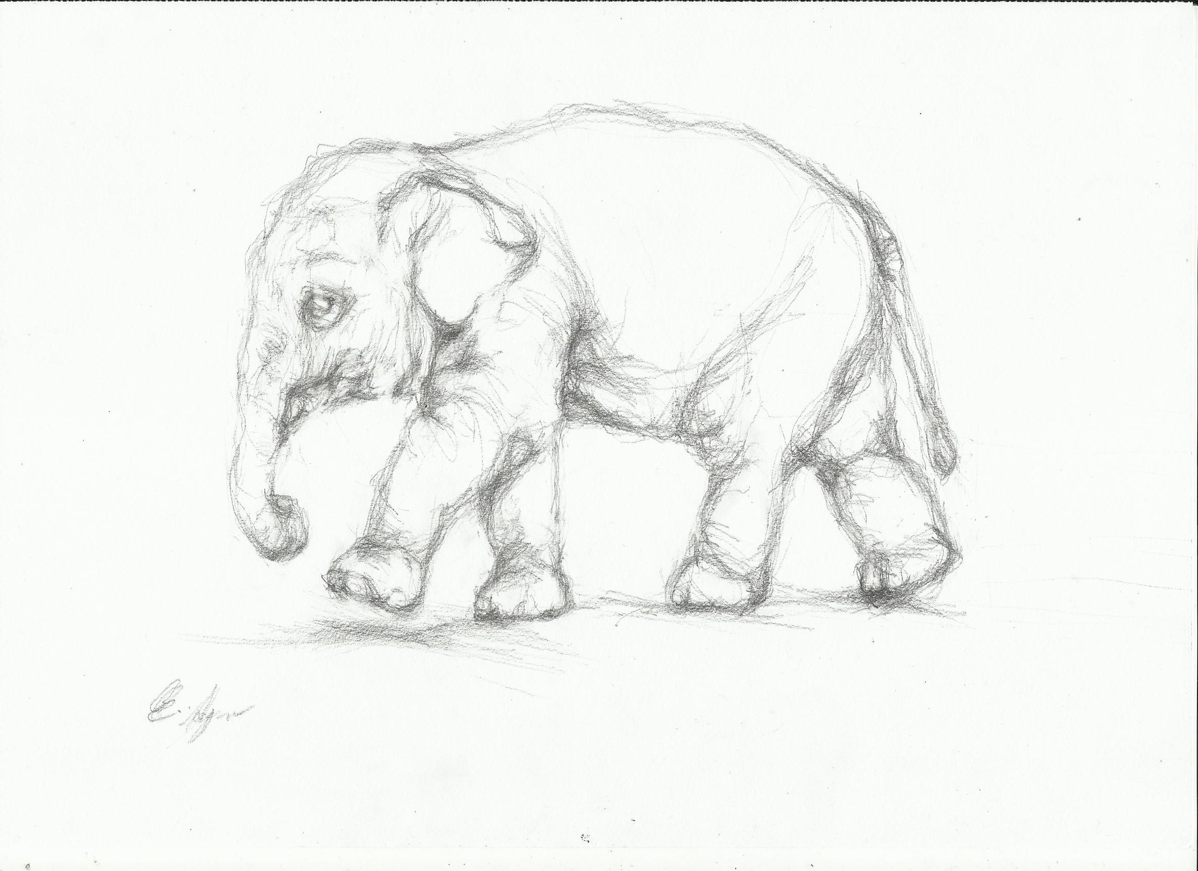 2338x1700 Elephant Sketch Nightwithdeer