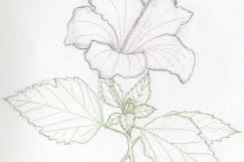 343x228 Flowers Drawings In Pencil