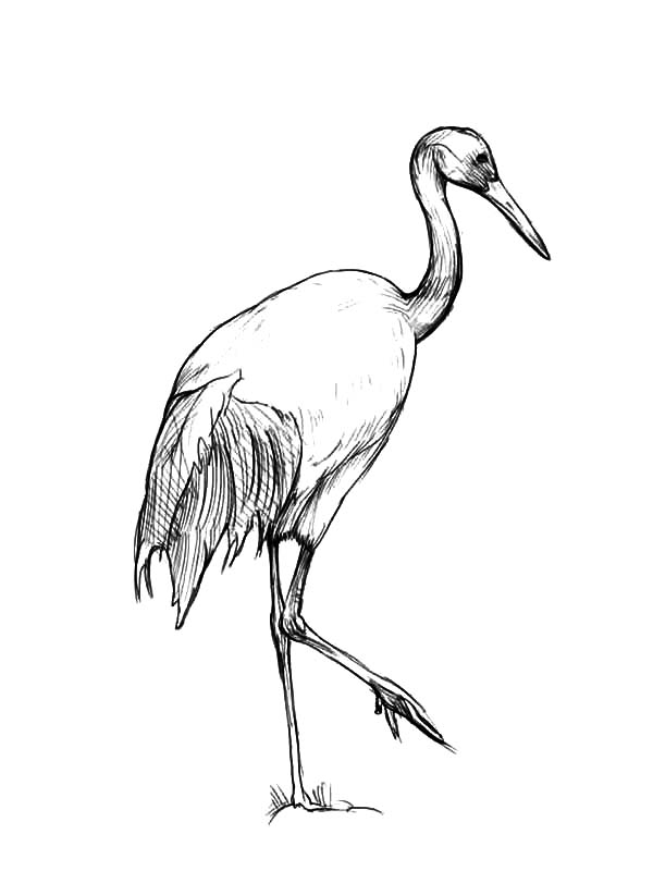 600x800 Crane Bird Netart