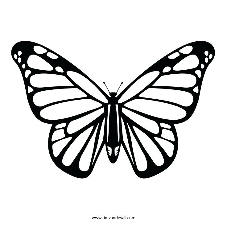 736x736 Butterflies To Draw Butterfly Sketch Butterflies Drawing Pictures