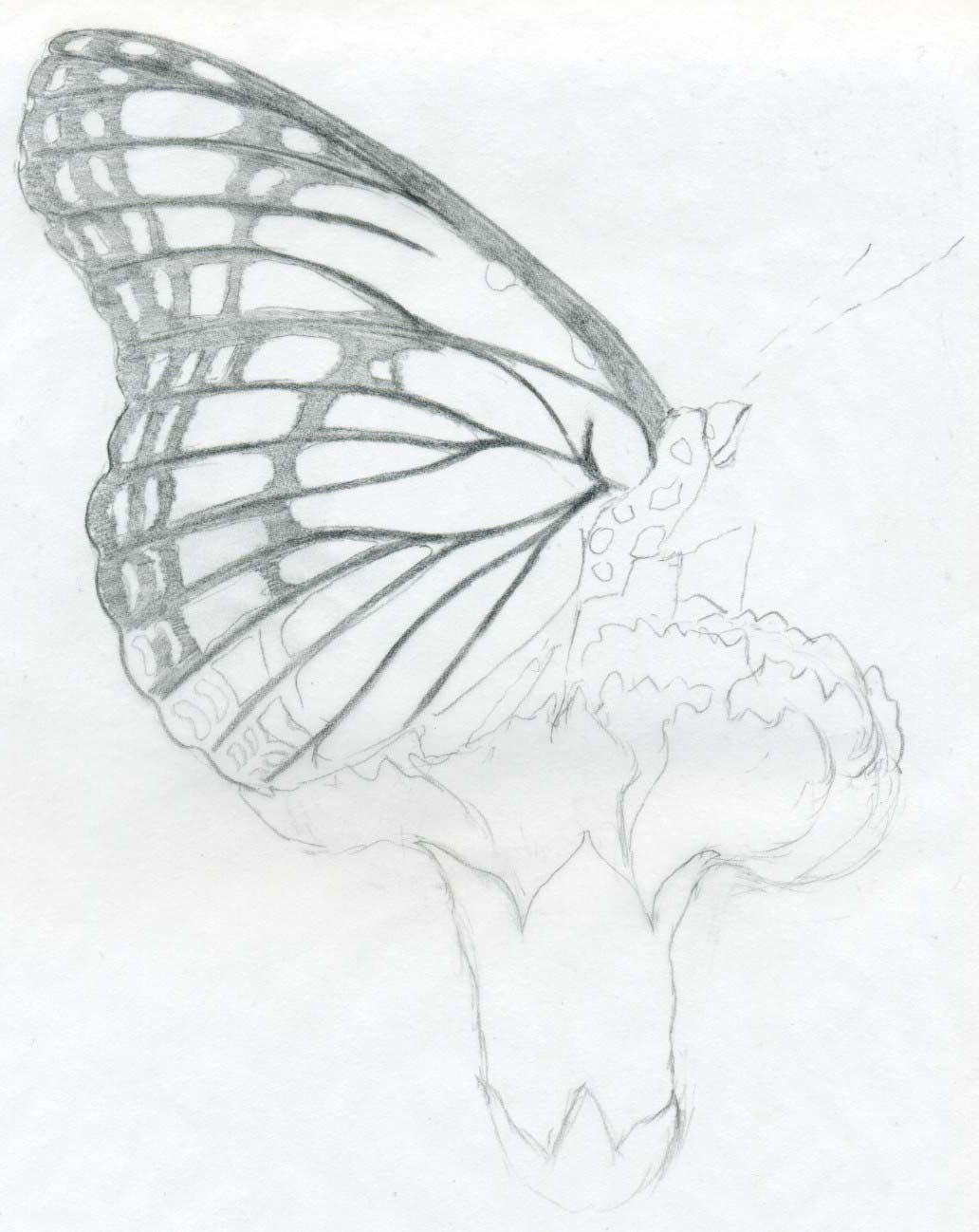 1032x1298 Pencil Shading Basic Full Hd And 3d Butterfly Butterfly Pencil