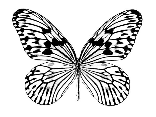 600x450 Realistic Butterfly Drawing Coloring Page