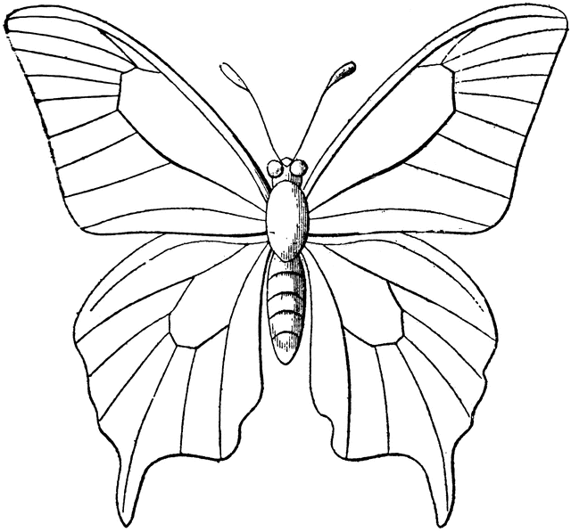 640x597 Butterfly And Pencil Clipart