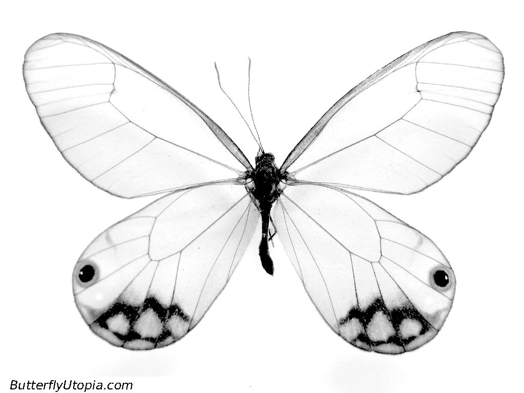 1024x768 Drawings Of Butterflies Butterfly Pencil Drawings