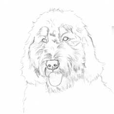235x235 Progress Of Labradoodle Pencil Drawing Custom Graphite Pet