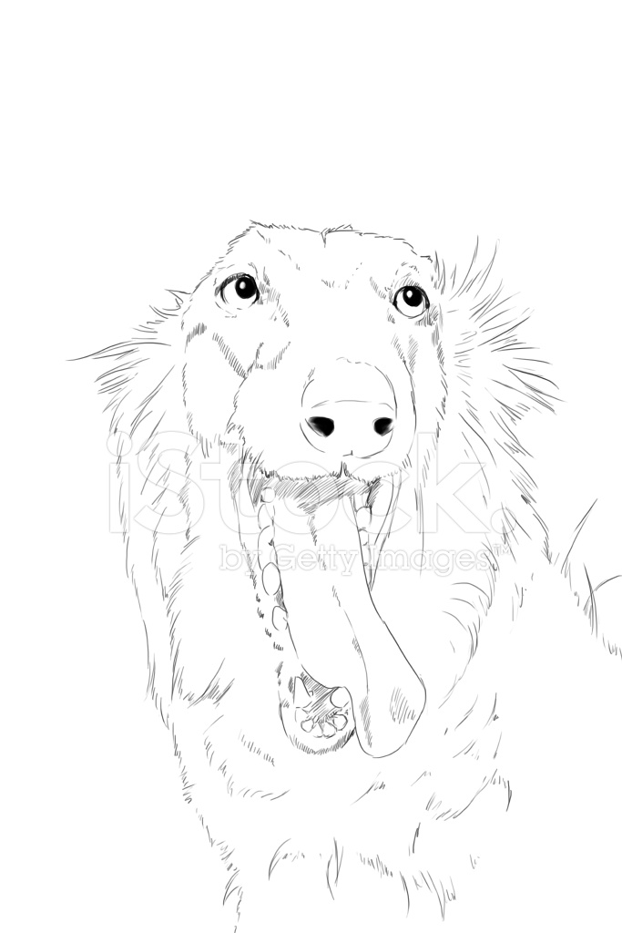 683x1024 Borzoi Dog Pencil Drawing Stock Photos
