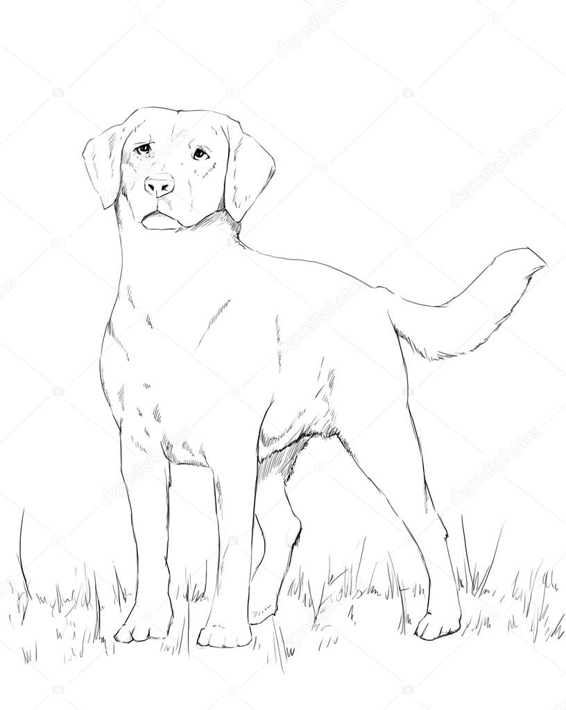 816x1023 Young Labrador Dog Standing, Pencil Drawing Stock Photo